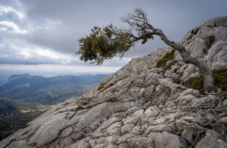 Krum: The Importance of Resilience in Overcoming Trauma